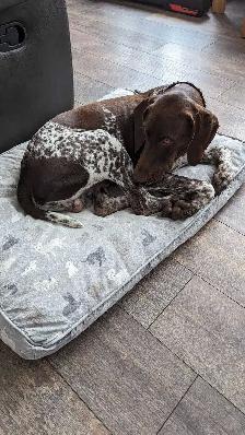 CKC German Shorthaired Pointer Pups - Photo 9