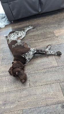 CKC German Shorthaired Pointer Pups - Photo 10
