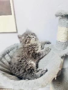 Chatons Himalayen-Persan - Photo 6