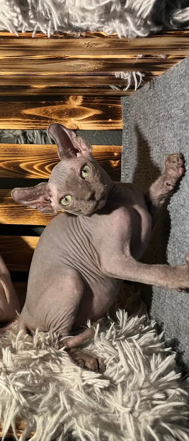 SPHYNX elf bleu femelle
