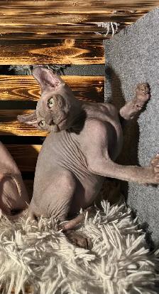 SPHYNX elf bleu femelle - Photo 2
