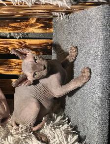 SPHYNX elf bleu femelle - Photo 3