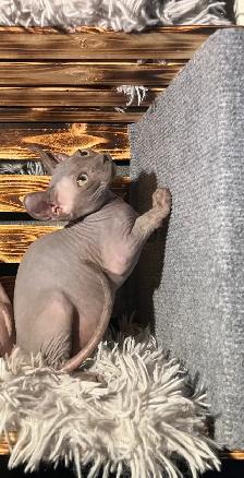 SPHYNX elf bleu femelle - Photo 4