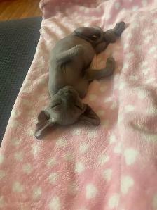 SPHYNX elf bleu femelle - Photo 5