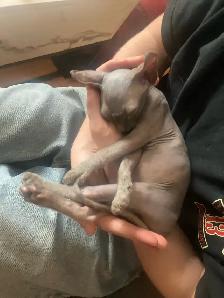 SPHYNX elf bleu femelle - Photo 6