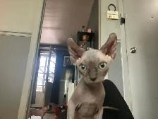 SPHYNX elf bleu femelle - Photo 7