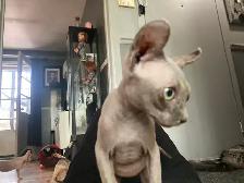 SPHYNX elf bleu femelle - Photo 8