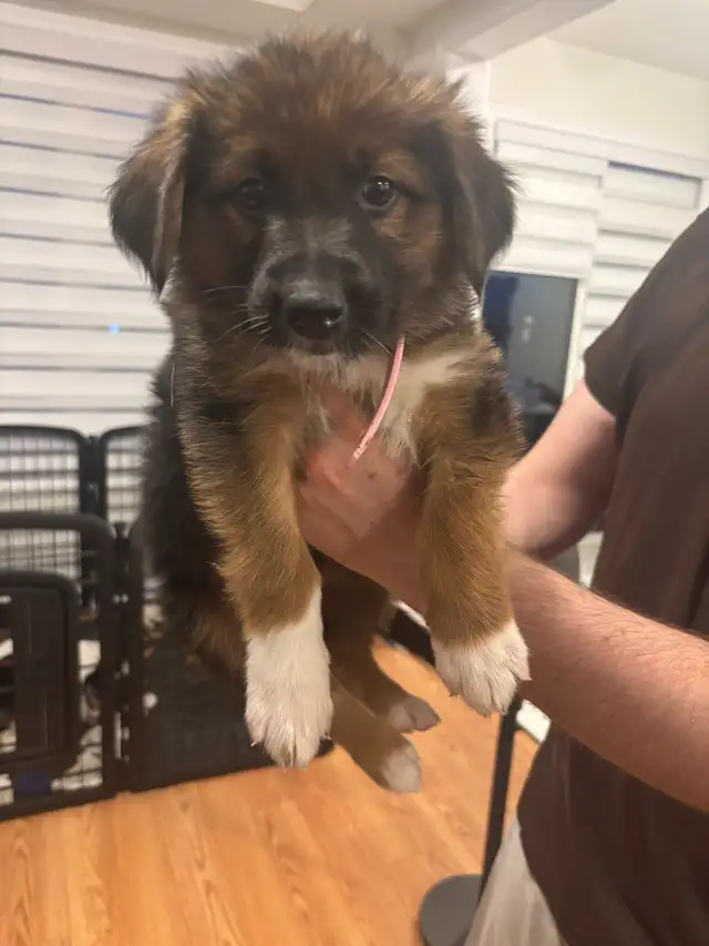German Shepherd, Alaskan malamute, border collie and lab mix