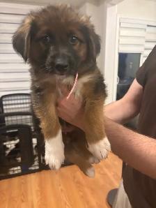 German Shepherd, Alaskan malamute, border collie and lab mix - Photo 2