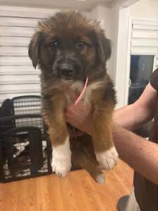 German Shepherd, Alaskan malamute, border collie and lab mix - Photo 3