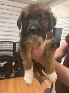 German Shepherd, Alaskan malamute, border collie and lab mix - Photo 4