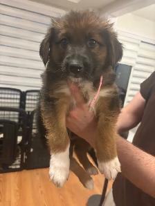 German Shepherd, Alaskan malamute, border collie and lab mix - Photo 5