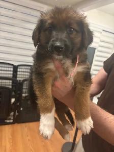 German Shepherd, Alaskan malamute, border collie and lab mix - Photo 6