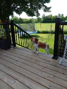 Looking for house to rent - Photo 2