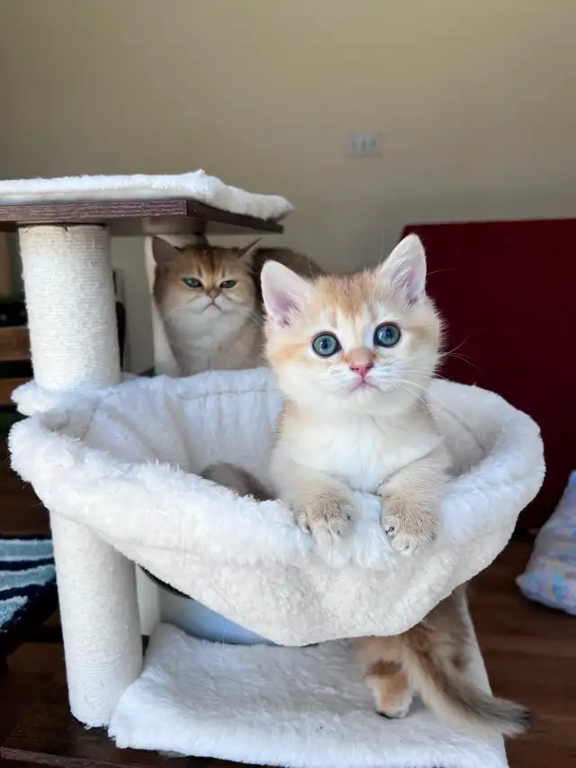British shorthair kitten/Golden Chinchilla/female