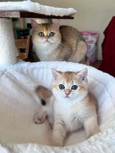 British shorthair kitten/Golden Chinchilla/female - Photo 6