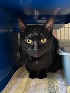 Mr. Peanut - Suave & Sweet Cat Seeking Forever Family