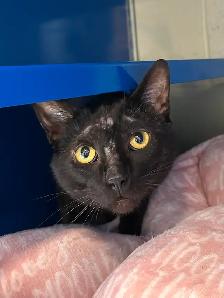 Mr. Peanut - Suave & Sweet Cat Seeking Forever Family - Photo 2