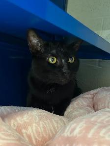 Mr. Peanut - Suave & Sweet Cat Seeking Forever Family - Photo 3