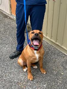 David - Adorable Pup Available for Adoption