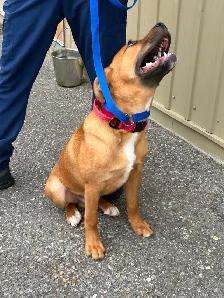 David - Adorable Pup Available for Adoption - Photo 2