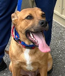 David - Adorable Pup Available for Adoption - Photo 3