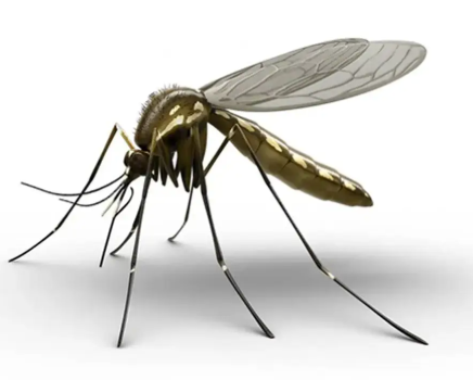 Mosquito Spraying!