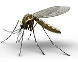 Mosquito Spraying!