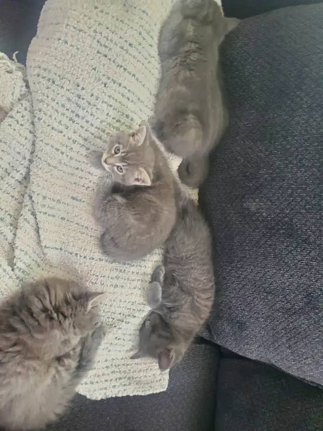 6 GREY KITTENS 8 WEEKS OLD