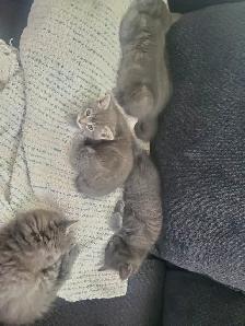 6 GREY KITTENS 8 WEEKS OLD