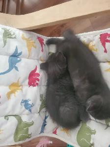6 GREY KITTENS 8 WEEKS OLD - Photo 2