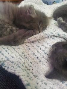6 GREY KITTENS 8 WEEKS OLD - Photo 3