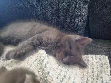 6 GREY KITTENS 8 WEEKS OLD - Photo 4