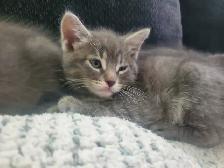 6 GREY KITTENS 8 WEEKS OLD - Photo 5