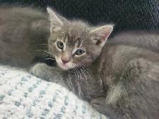 6 GREY KITTENS 8 WEEKS OLD - Photo 6