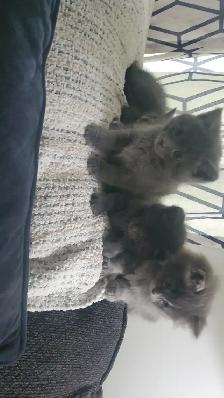 6 GREY KITTENS 8 WEEKS OLD - Photo 7