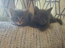 6 GREY KITTENS 8 WEEKS OLD - Photo 8
