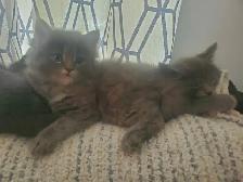 6 GREY KITTENS 8 WEEKS OLD - Photo 9