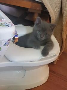 6 GREY KITTENS 8 WEEKS OLD - Photo 10