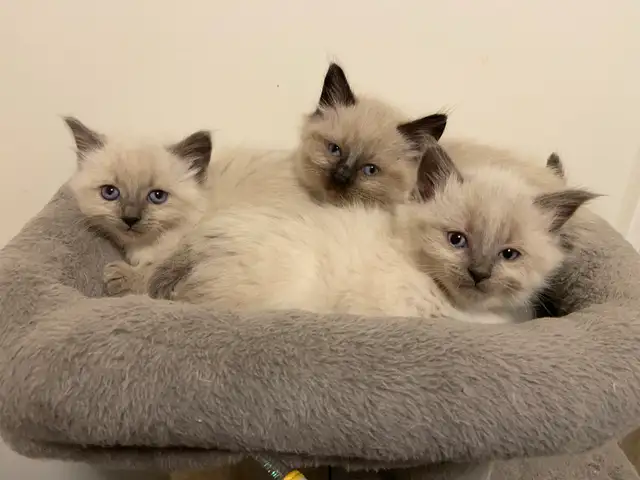 Ragdoll kittens