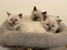 Ragdoll kittens