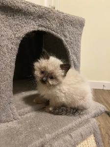 Ragdoll kittens - Photo 2