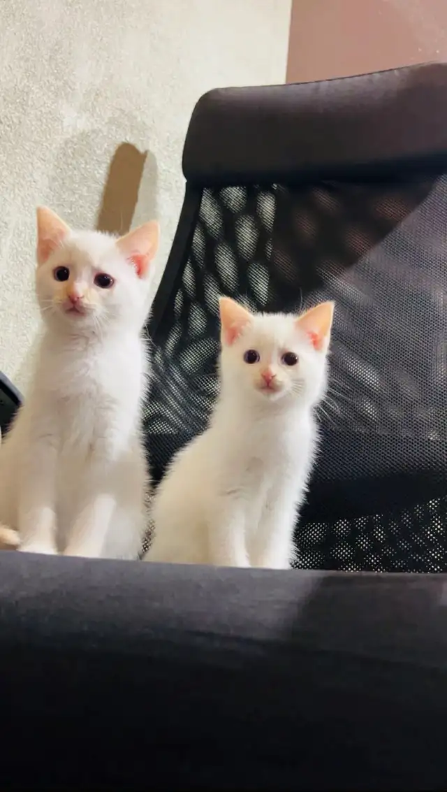 Turkish angora male and female kittens