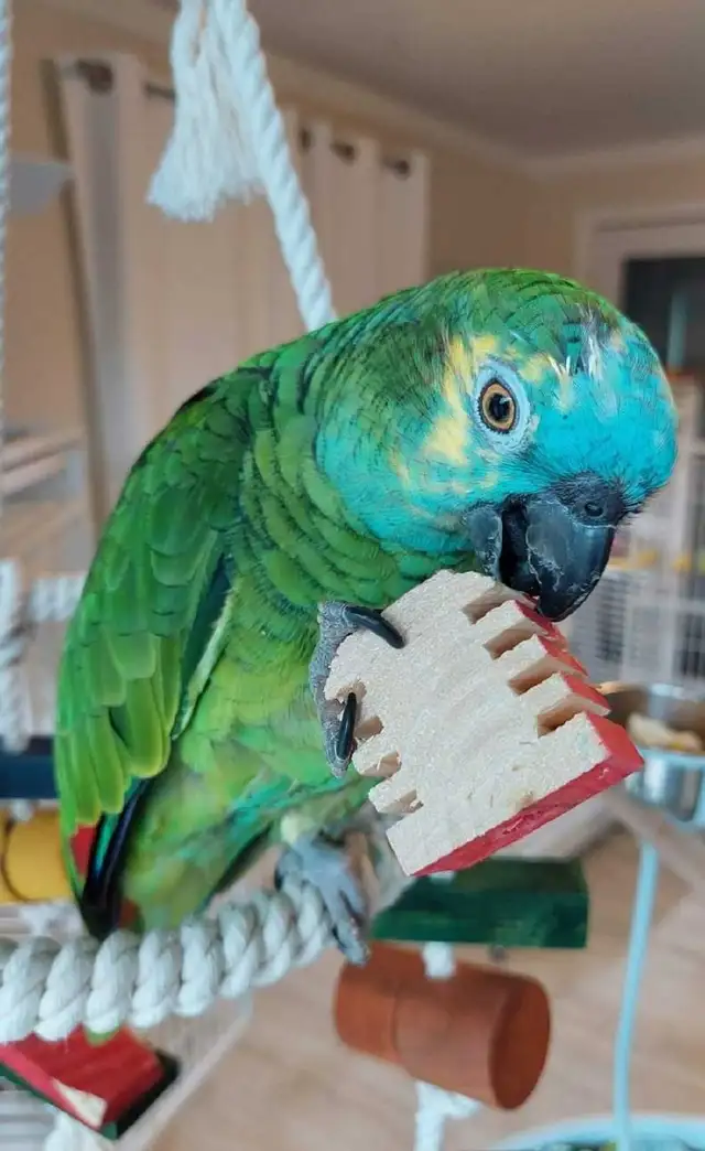 Oiseaux perroquet