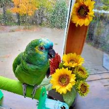 Oiseaux perroquet - Photo 2