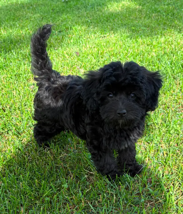 Magnifique petit mâle Maltipoo