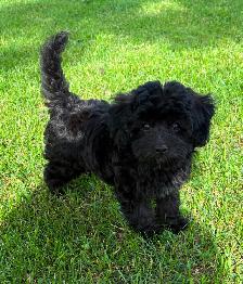 Magnifique petit mâle Maltipoo