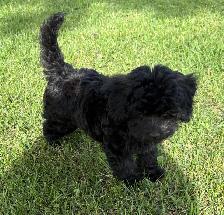 Magnifique petit mâle Maltipoo - Photo 2