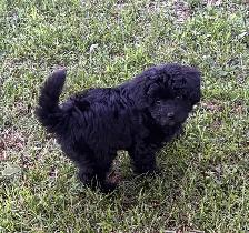 Magnifique petit mâle Maltipoo - Photo 3