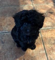 Magnifique petit mâle Maltipoo - Photo 4